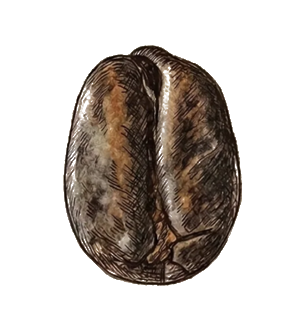 Excelsa coffee beans