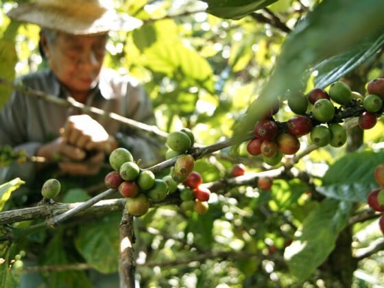 Coffee cherries ripening on the branch