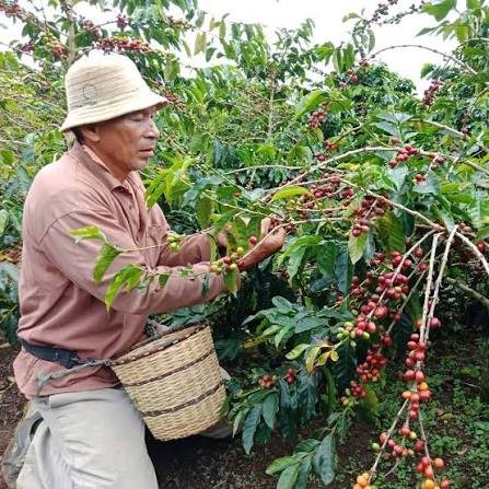 Philippine single-origin coffee beans