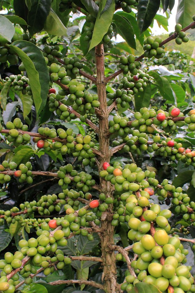 Coffee cherries ripening on the tree