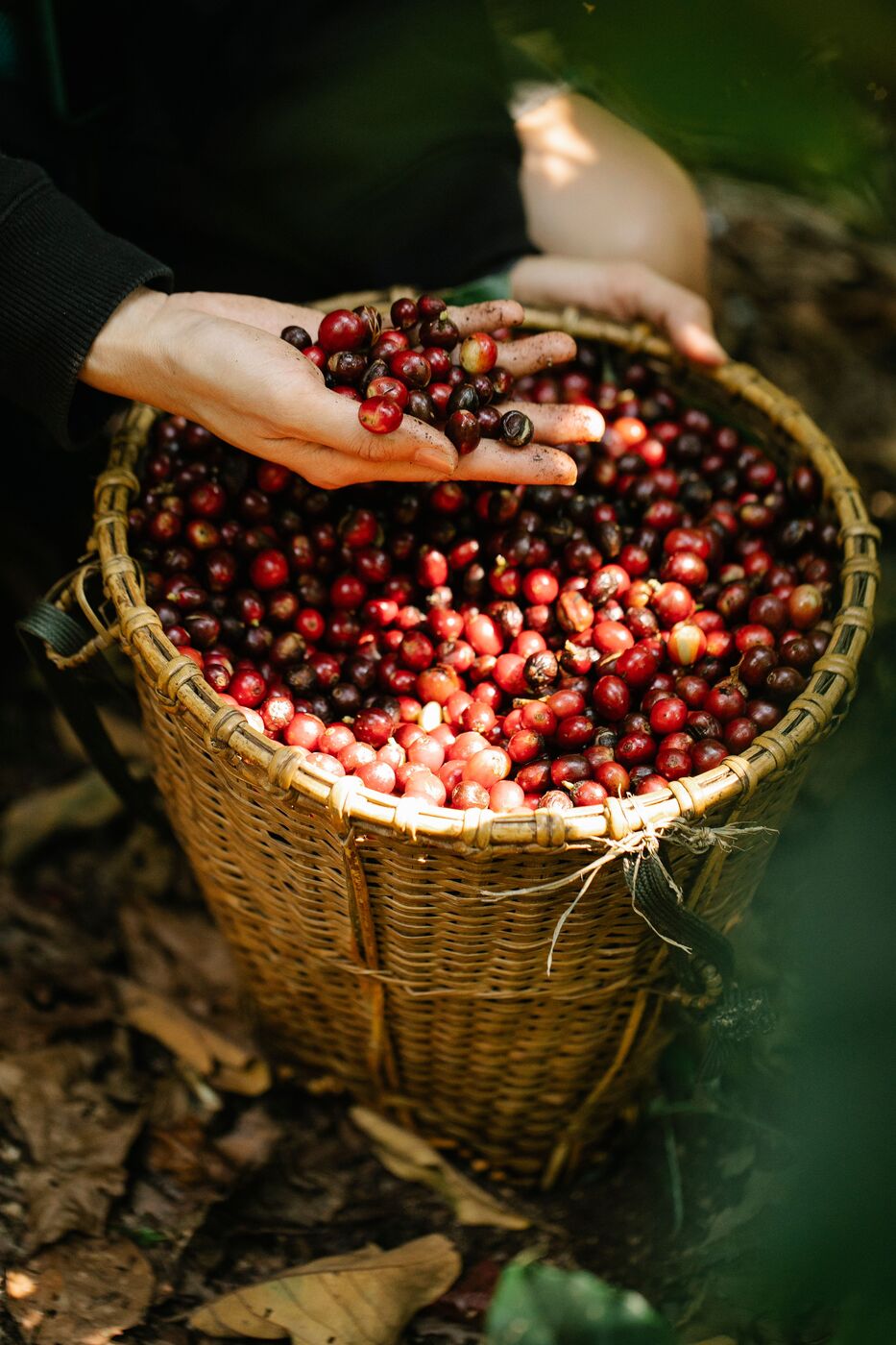 Ripe coffee cherries dried whole for natural process